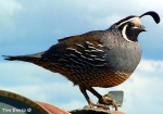 quail TimBentz